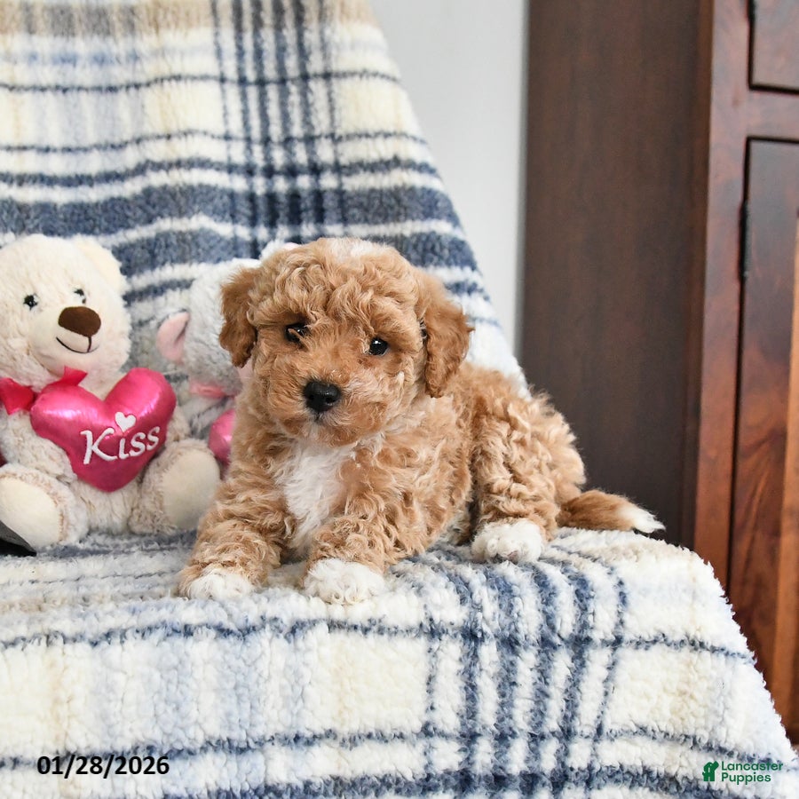 Havapoo dogs Tigger - Ad 32