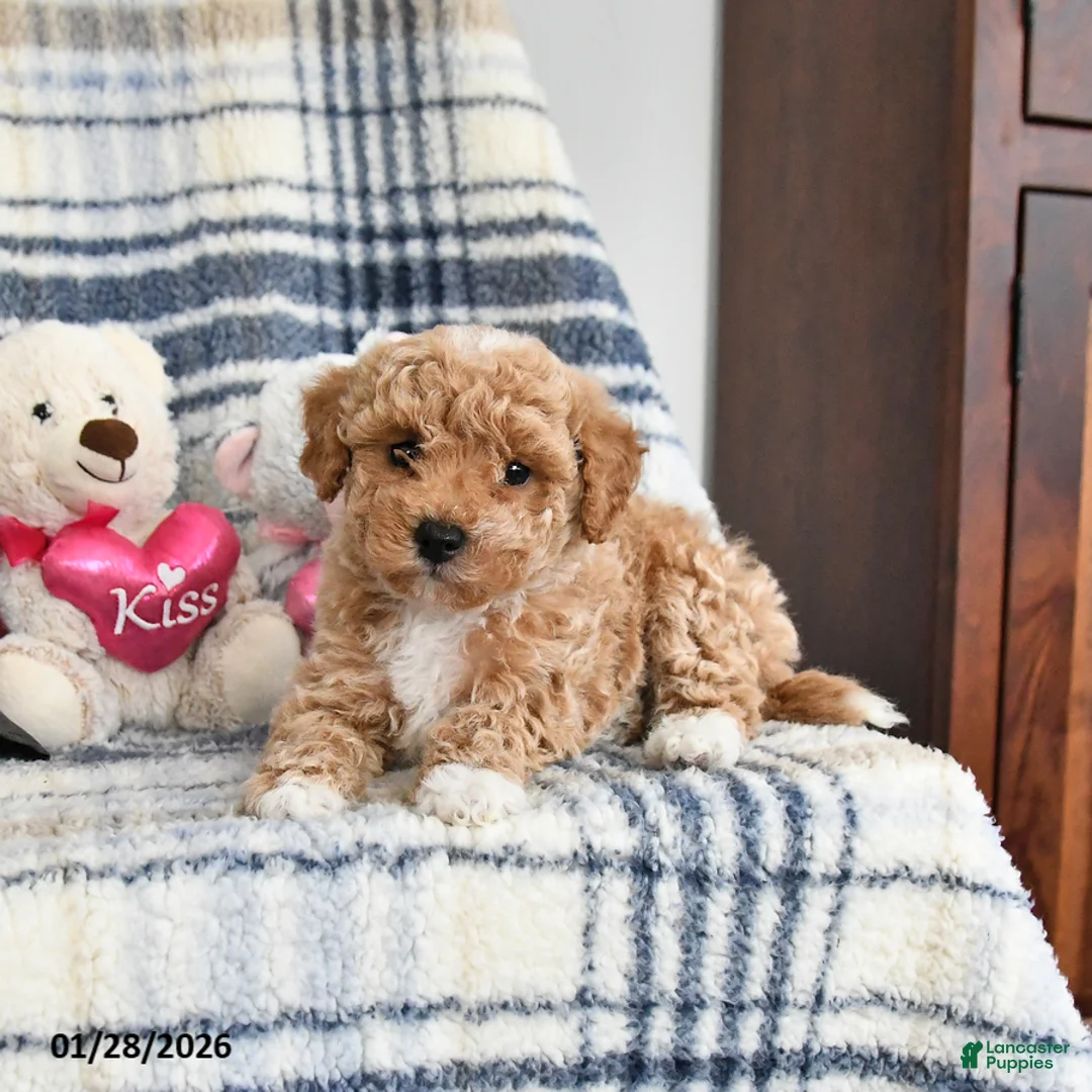 Havapoo dogs for sale: Tigger - Ad 1