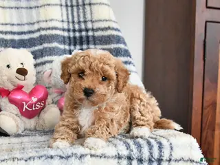 Havapoo dogs Tigger - Ad 32