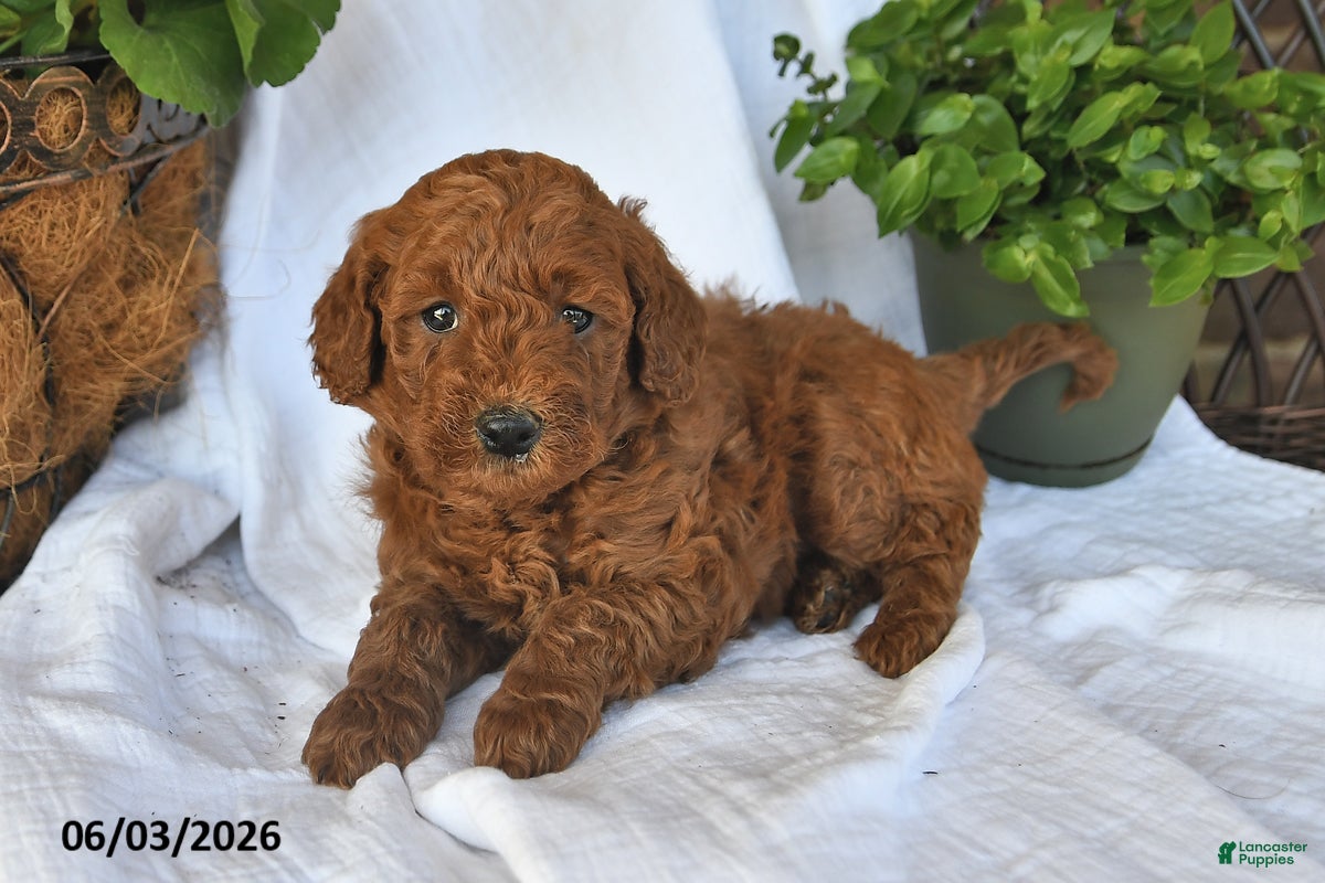 Mini Goldendoodle dogs for sale: Manny - Ad 5