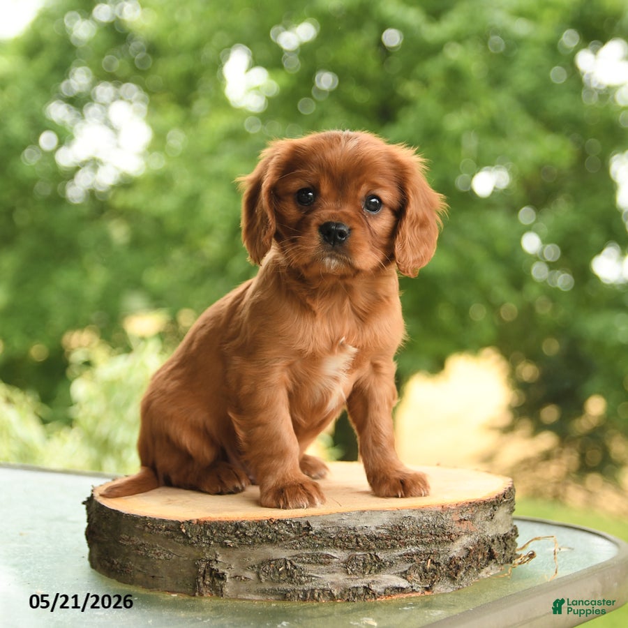 Cavalier King Charles Spaniel dogs Bennett - Ad 2