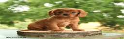 Cavalier King Charles Spaniel dogs for sale: Bennett - Ad 2