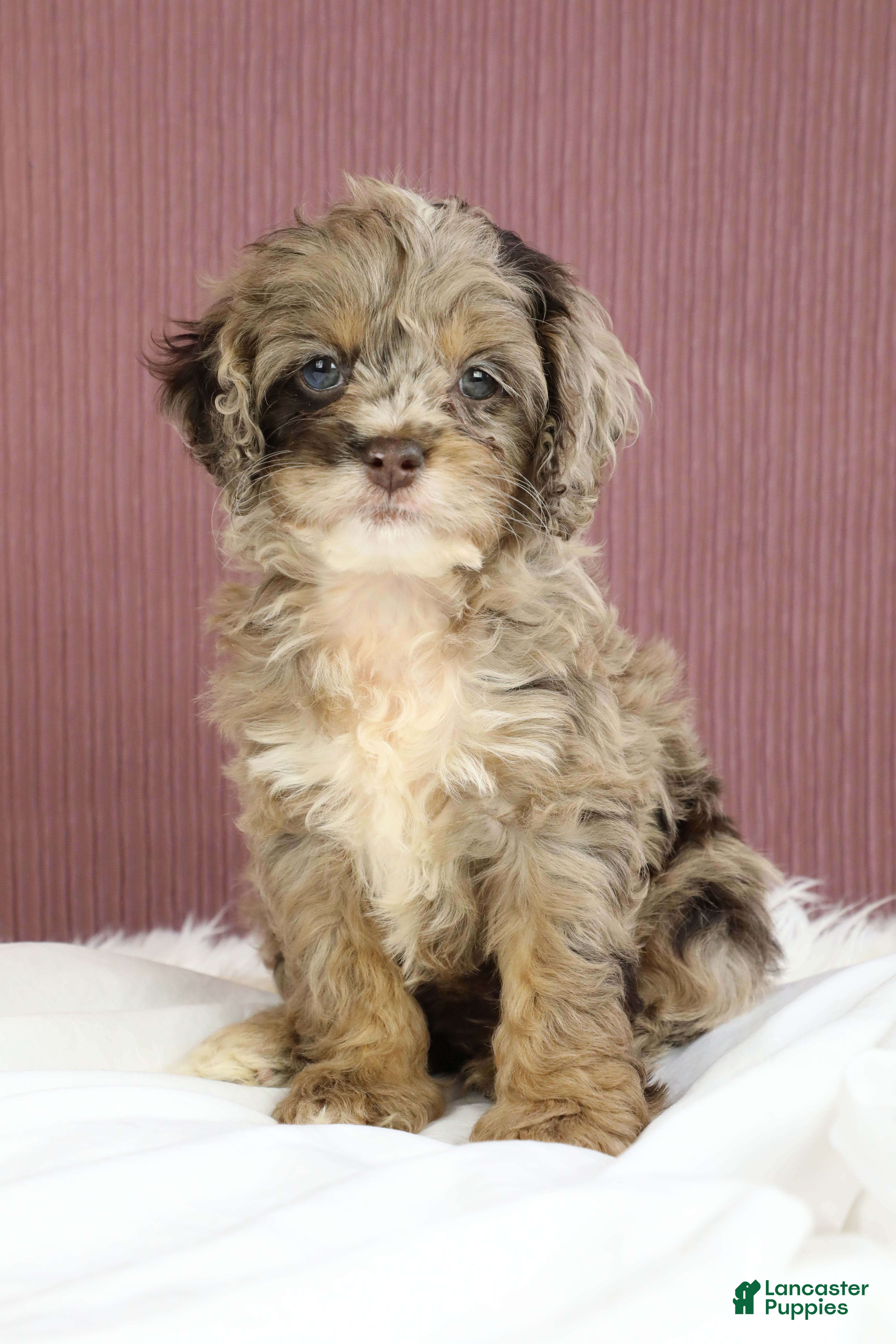 Cockapoo dogs Hazel 🌼 - Ad 1