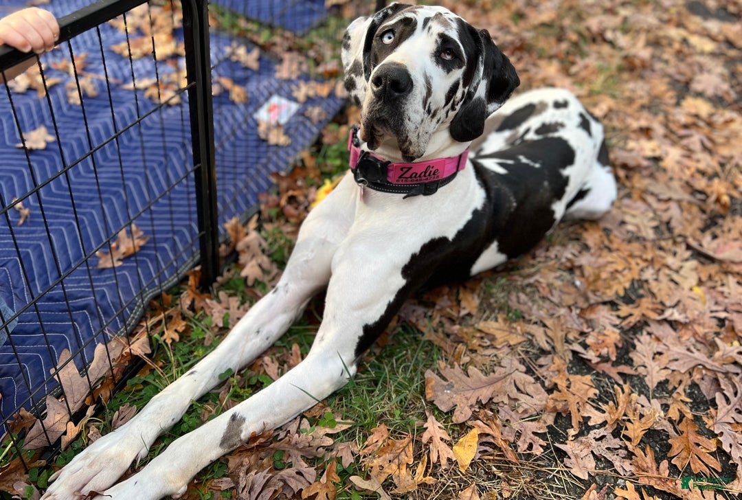 Gallery Image {{count}}