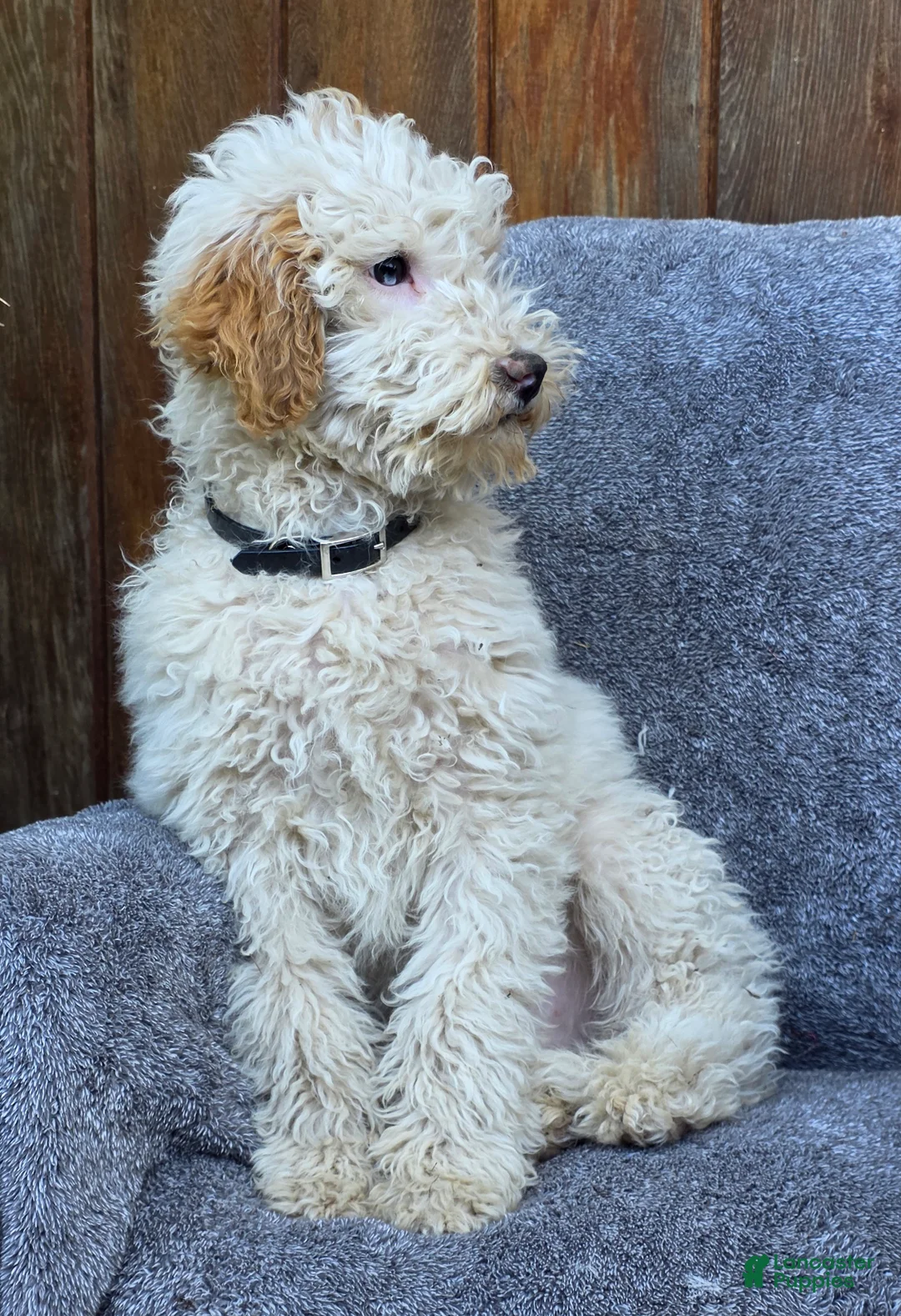 Goldendoodle dogs for sale: Buster - Ad 2