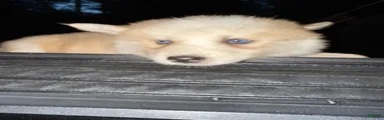 Pomsky Puppy 1