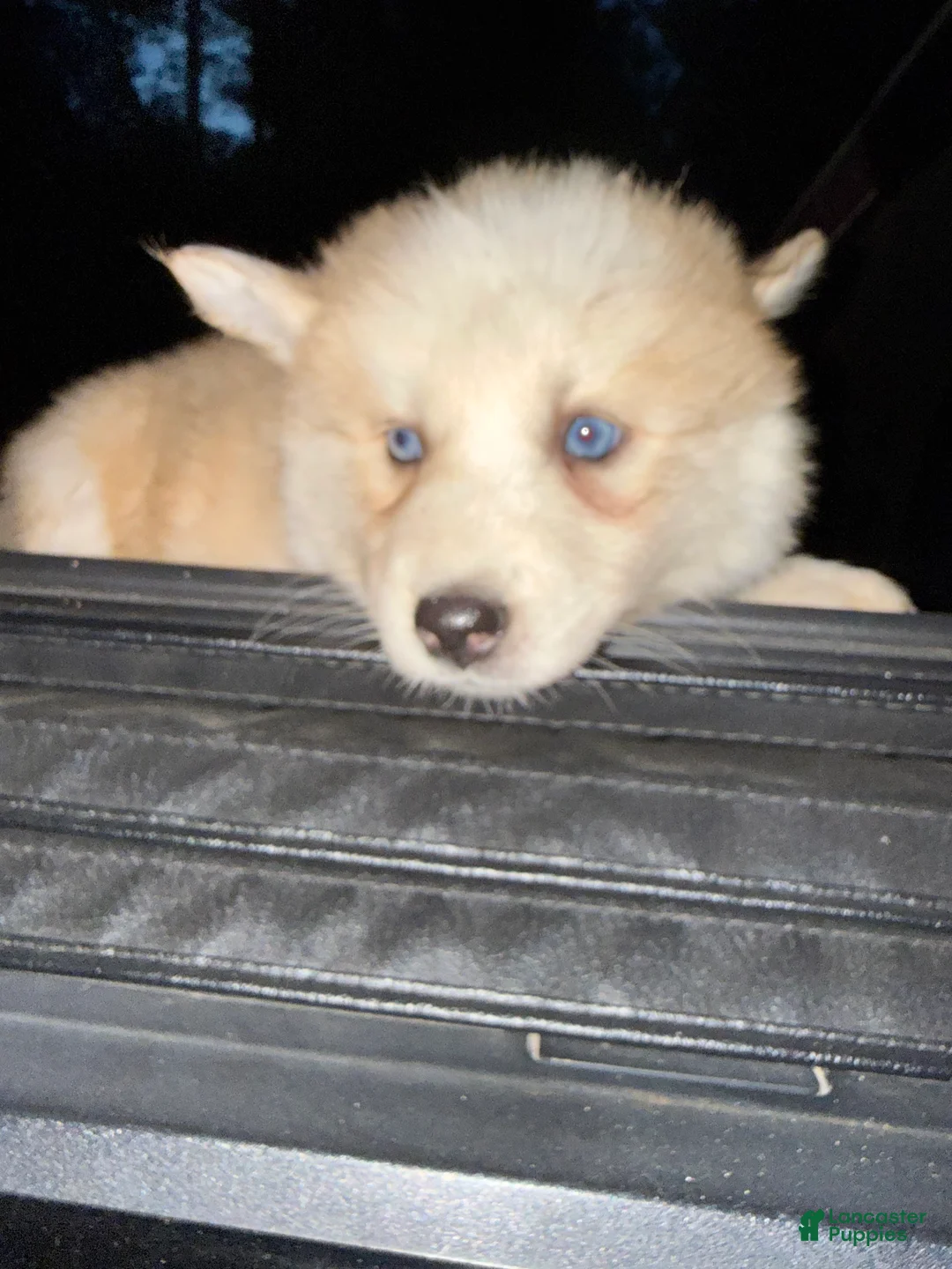 Pomsky dogs for sale: Pomsky Puppy 1 - Ad 1