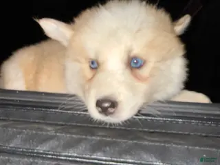 Pomsky dogs Pomsky Puppy 1 - Ad 9