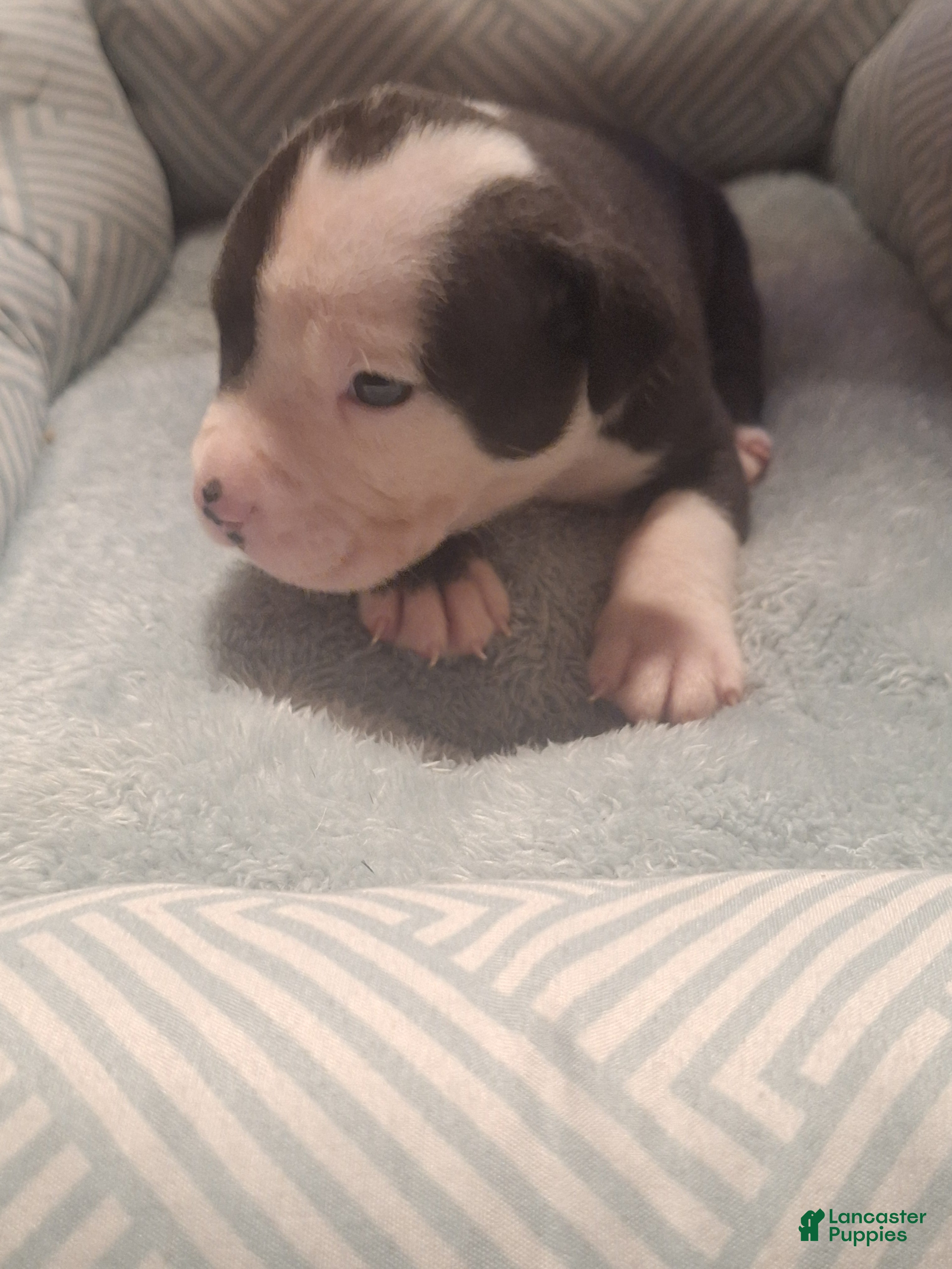 American Bully dogs American Bully 1 - Ad 1