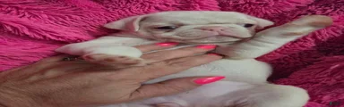 Sookie