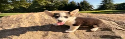 Welsh Corgi Pembroke dogs for sale: Kelsy - Ad 13