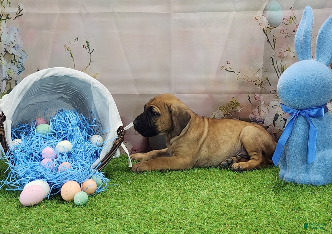 Mixed Breed dogs for sale: 2025 Bloodahoula Male 1 "Huck" - Ad 2