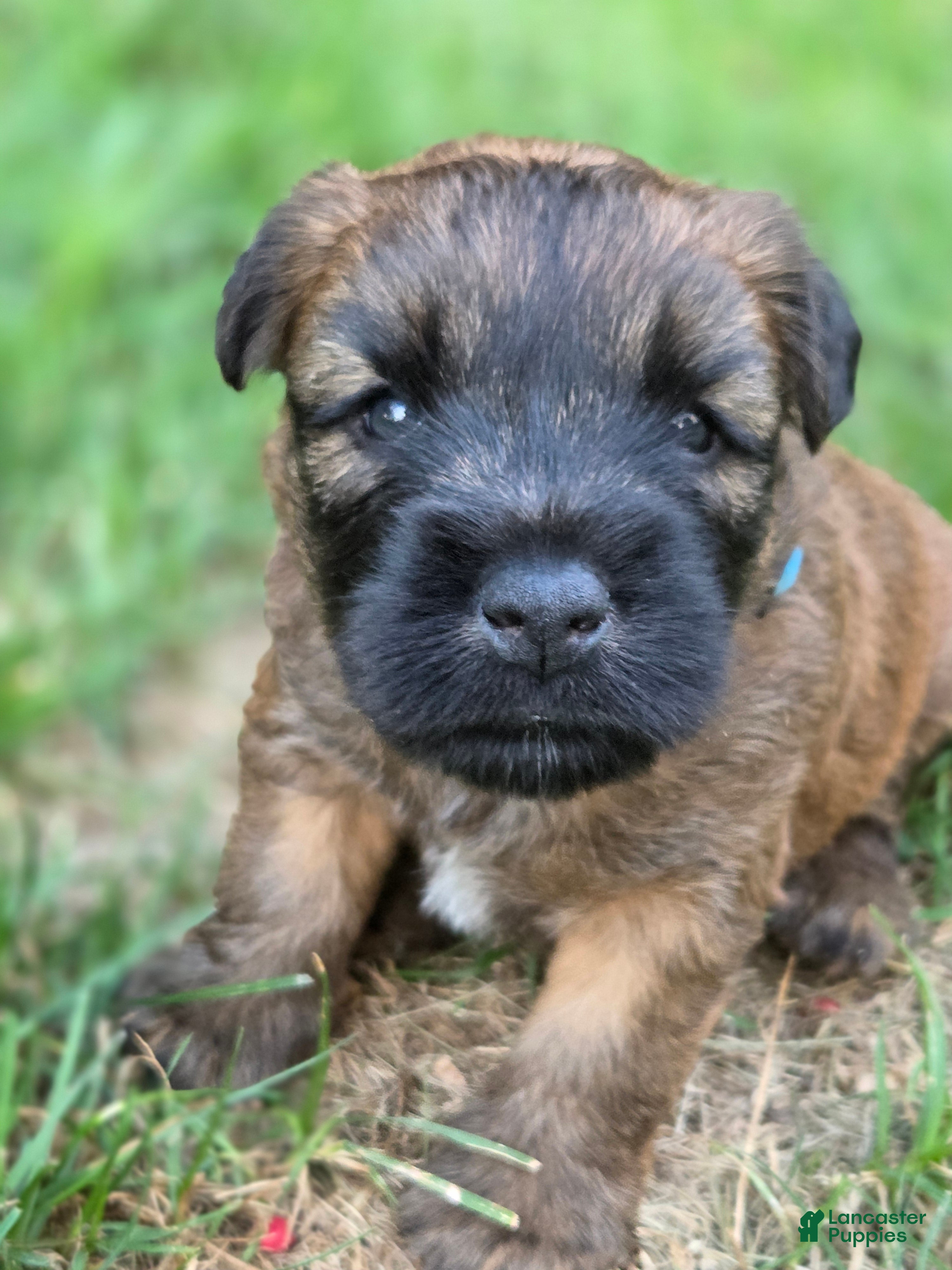 Soft Coated Wheaten Terrier dogs Cooper - Ad 2