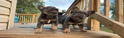 French Bulldog dogs for sale: Six FEMALE  - Ad 5