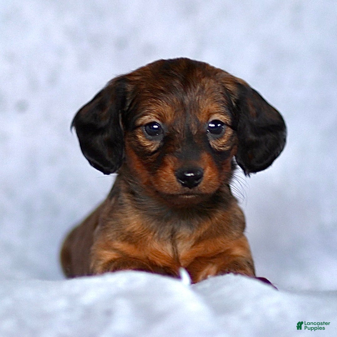 Dachshund dogs for sale: Kaylee - Ad 3