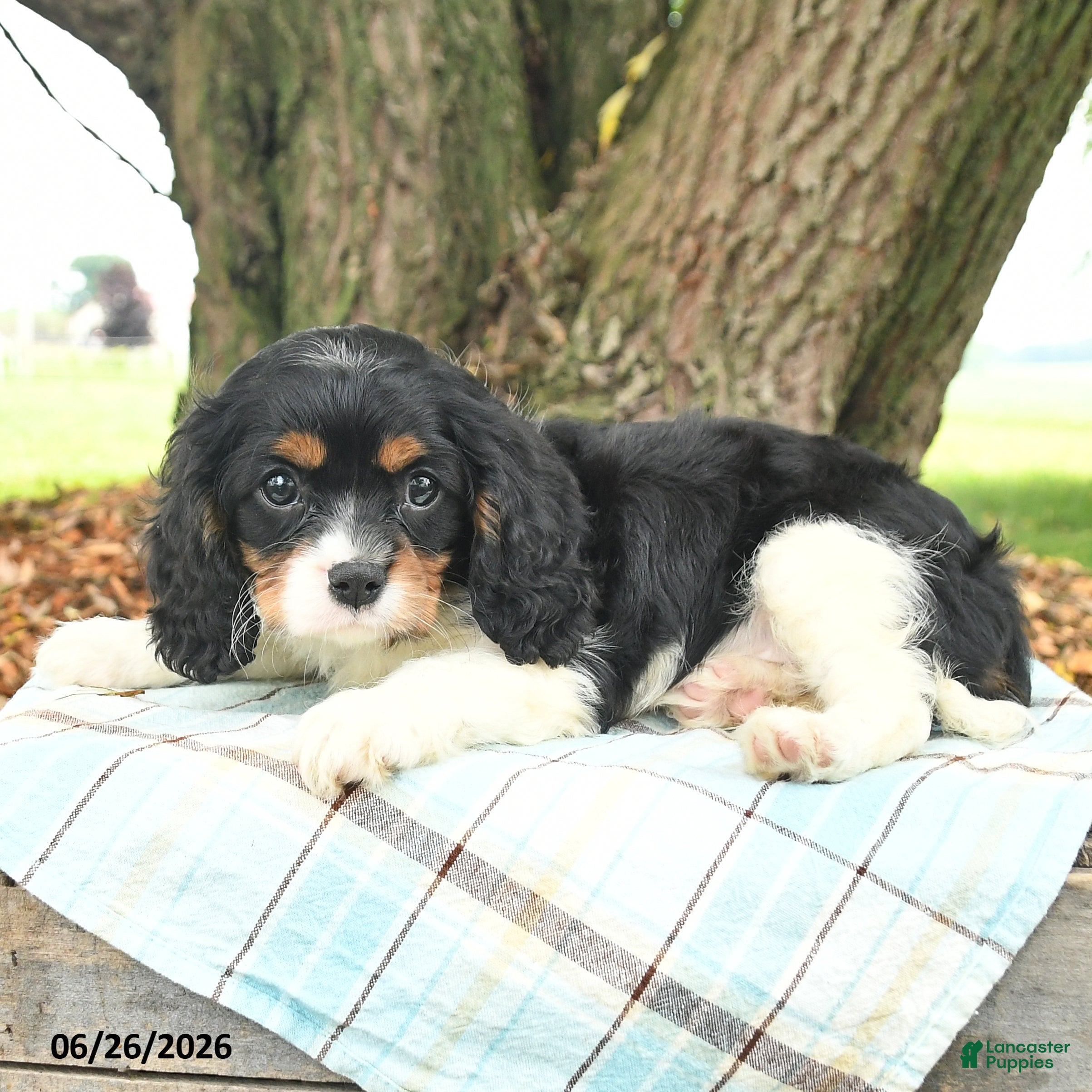 Cavalier King Charles Spaniel dogs Kira - Ad 2