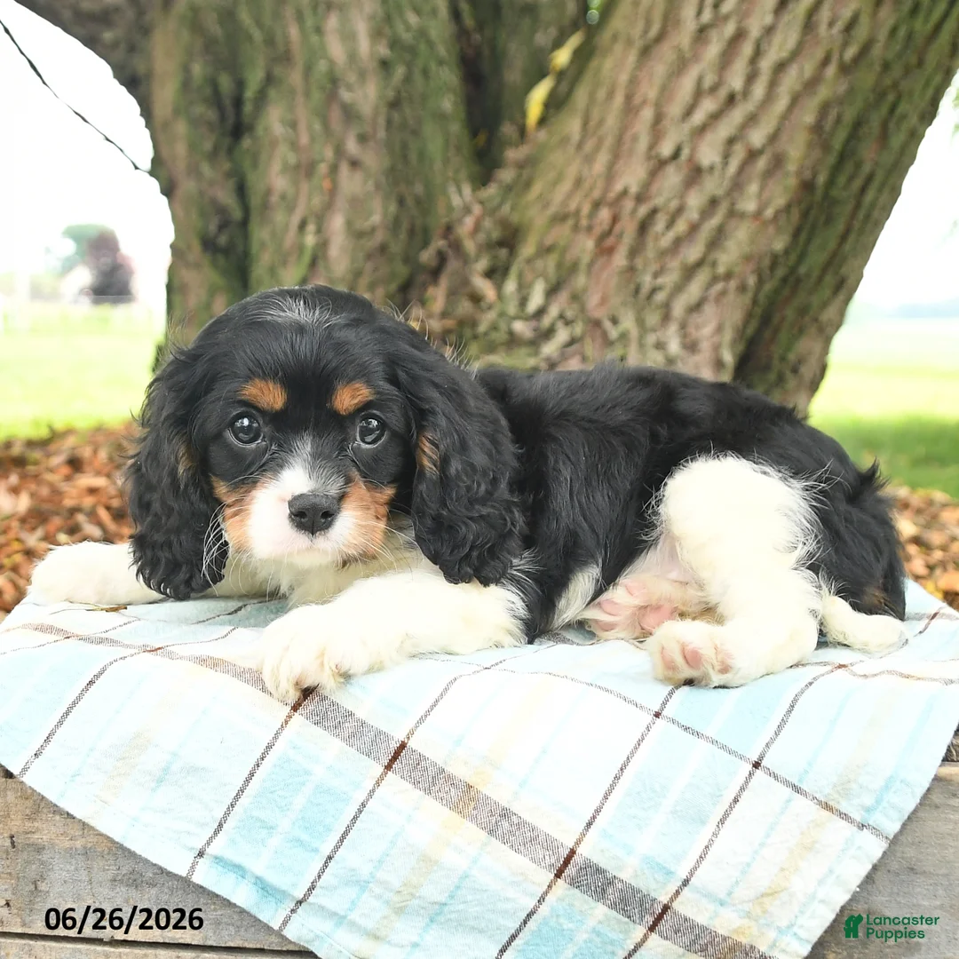 Cavalier King Charles Spaniel dogs for sale: Kira - Ad 2