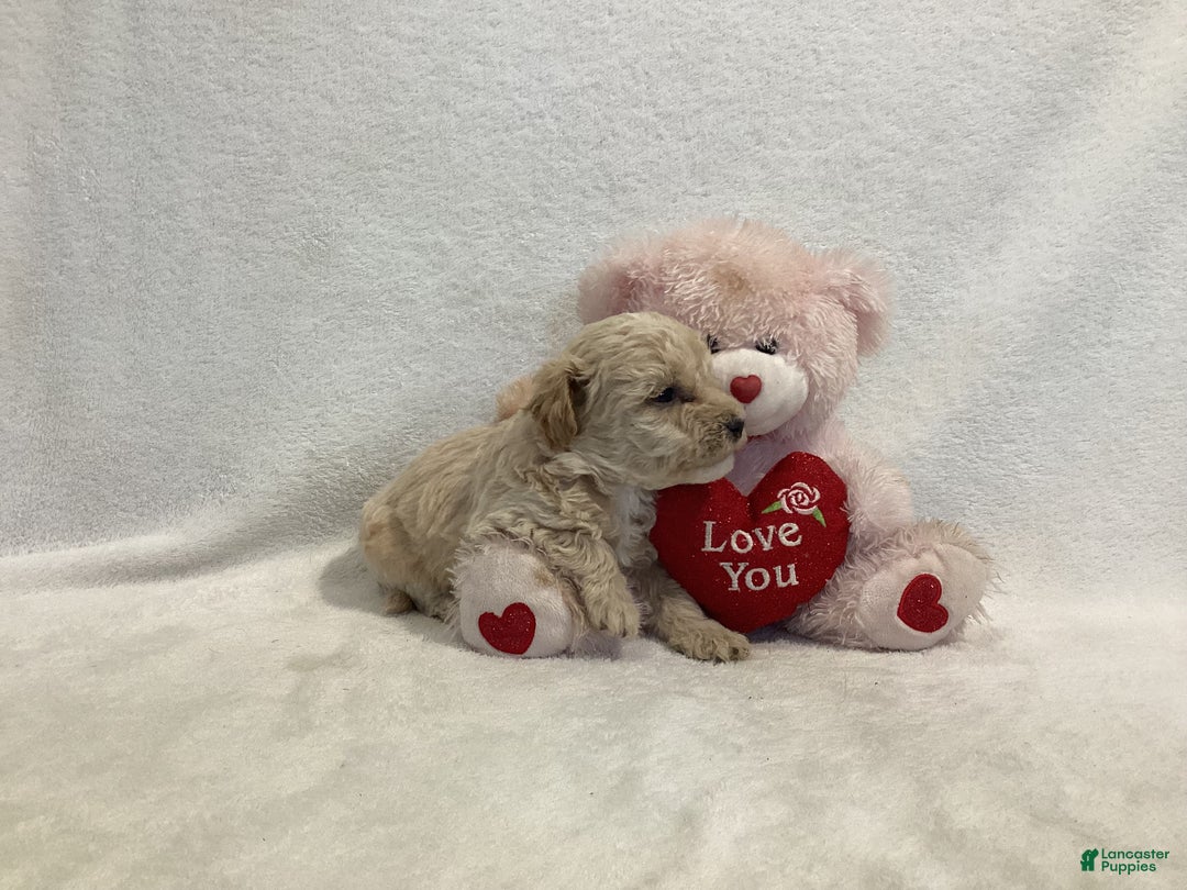 Maltipoo dogs for sale: Cuddles - Ad 5