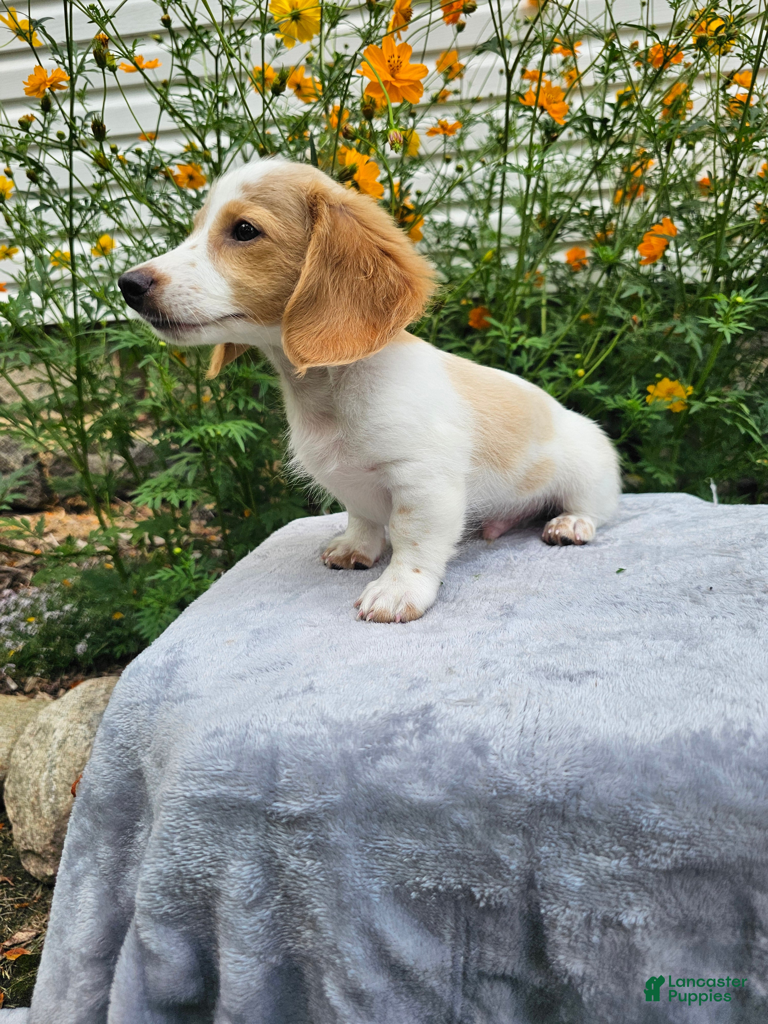 Miniature Dachshund dogs Flash - Ad 1
