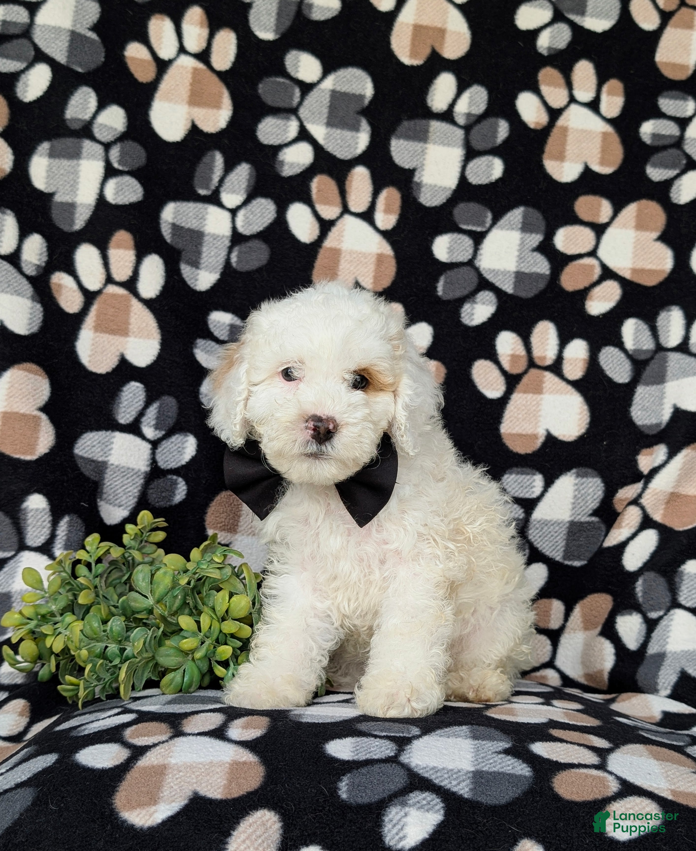 Cockapoo dogs Bronson Hypoallergenic - Ad 2