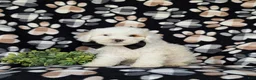 Cockapoo dogs for sale: Bronson Hypoallergenic - Ad 2