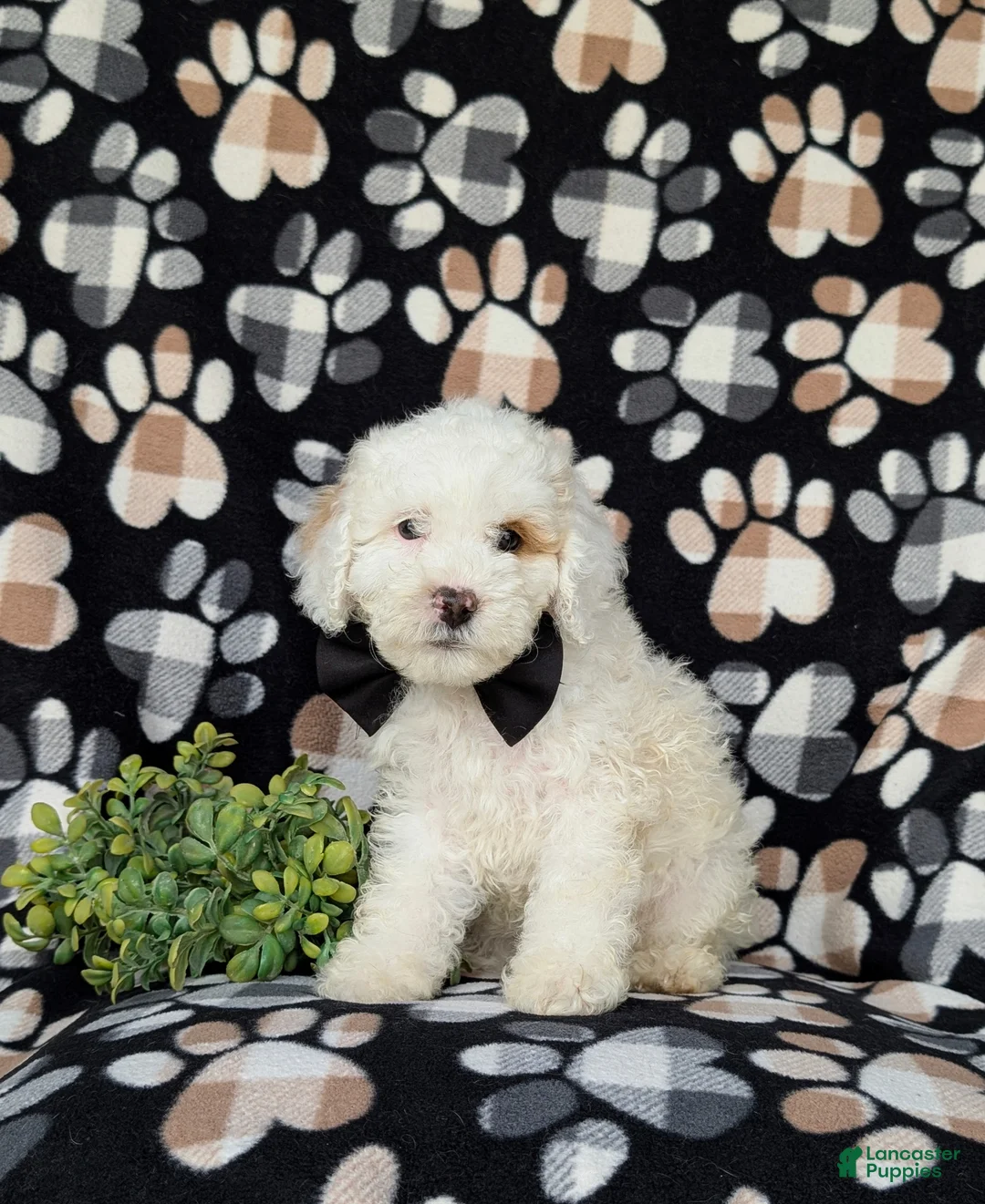 Cockapoo dogs for sale: Bronson Hypoallergenic - Ad 2