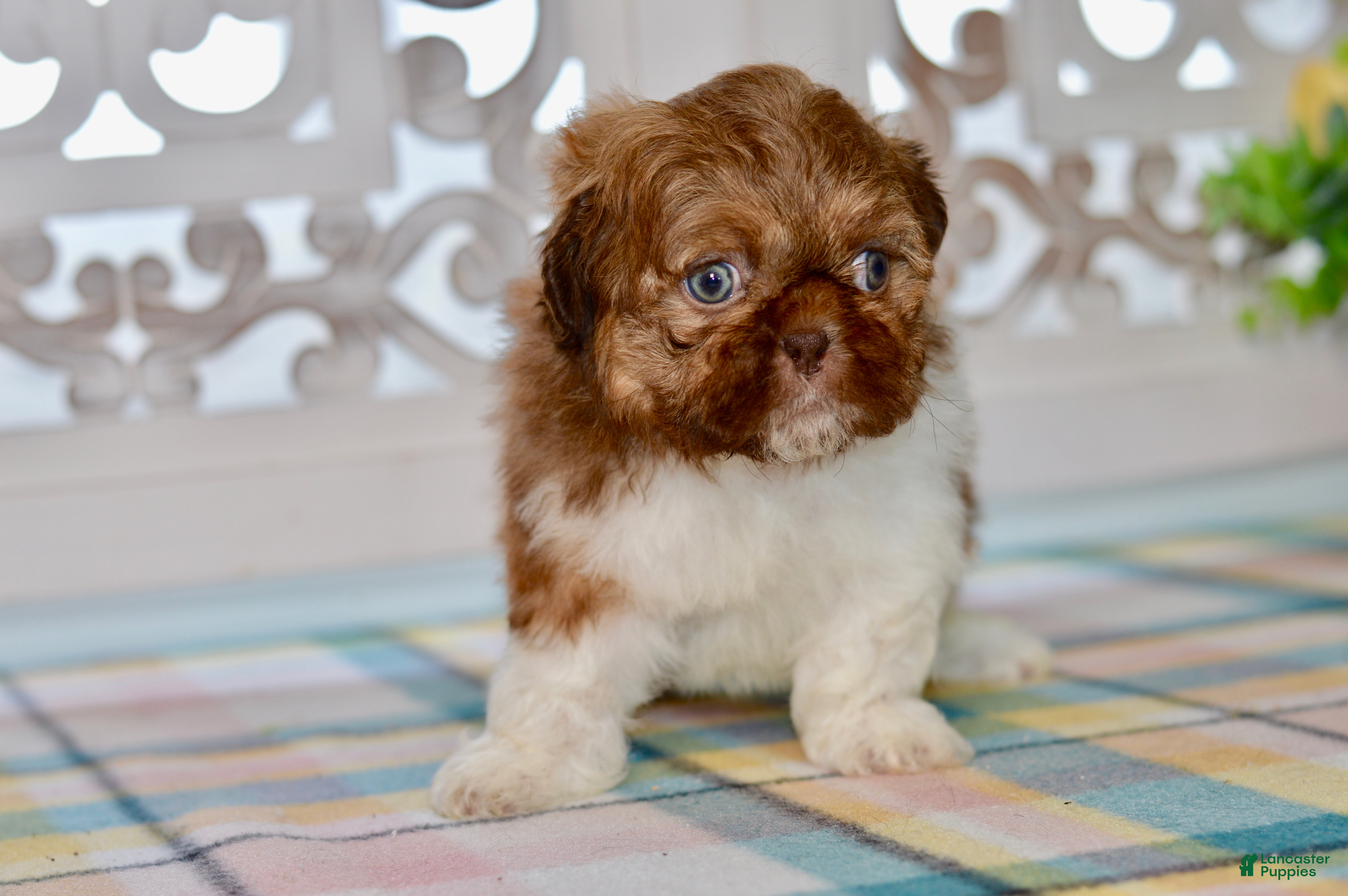 Shih Tzu dogs Brett - Ad 2