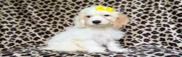 Cockapoo dogs for sale: Oakley - Ad 6