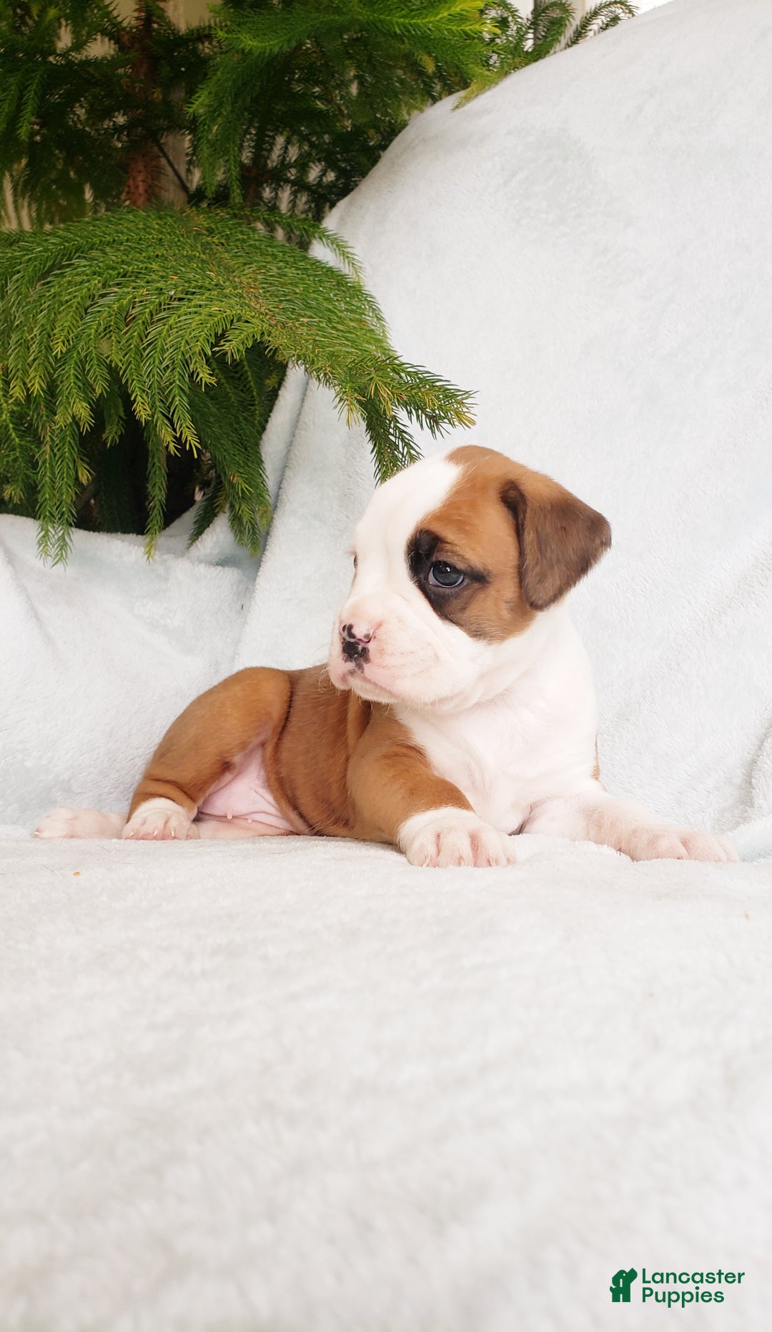 Boxer dogs for sale: Cookie  - Ad 5