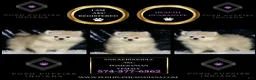 Pomeranian dogs for sale: Snickerdoodle - Ad 2