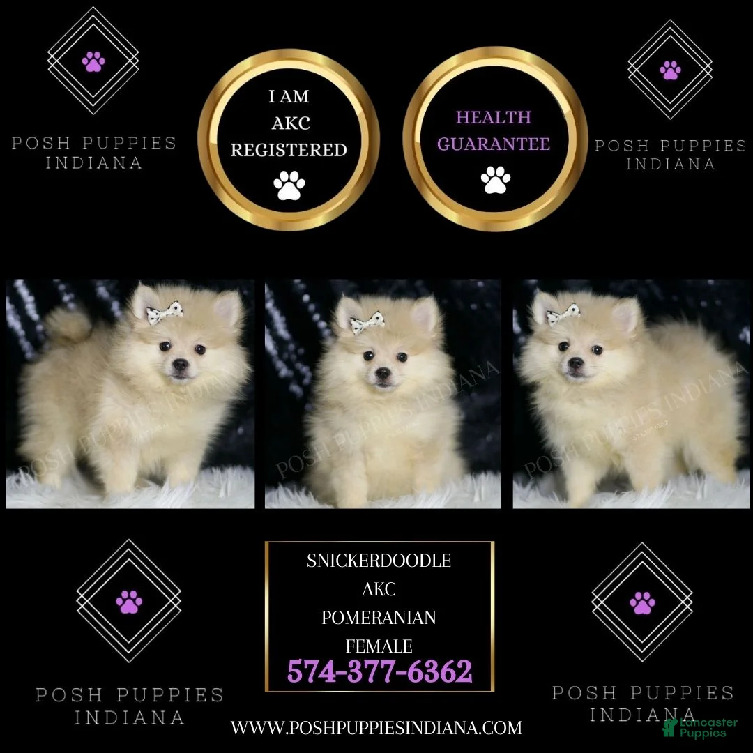 Pomeranian dogs for sale: Snickerdoodle - Ad 2