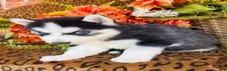 Siberian Husky dogs for sale: Siberian Husky 2 - Ad 11