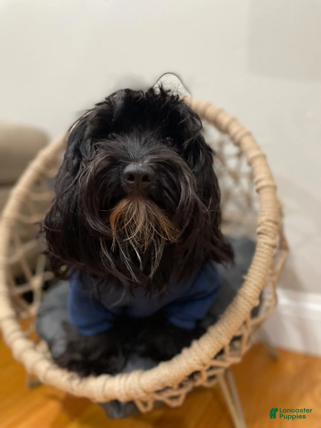 Morkie dogs for sale: Morkie 2 - Ad 11