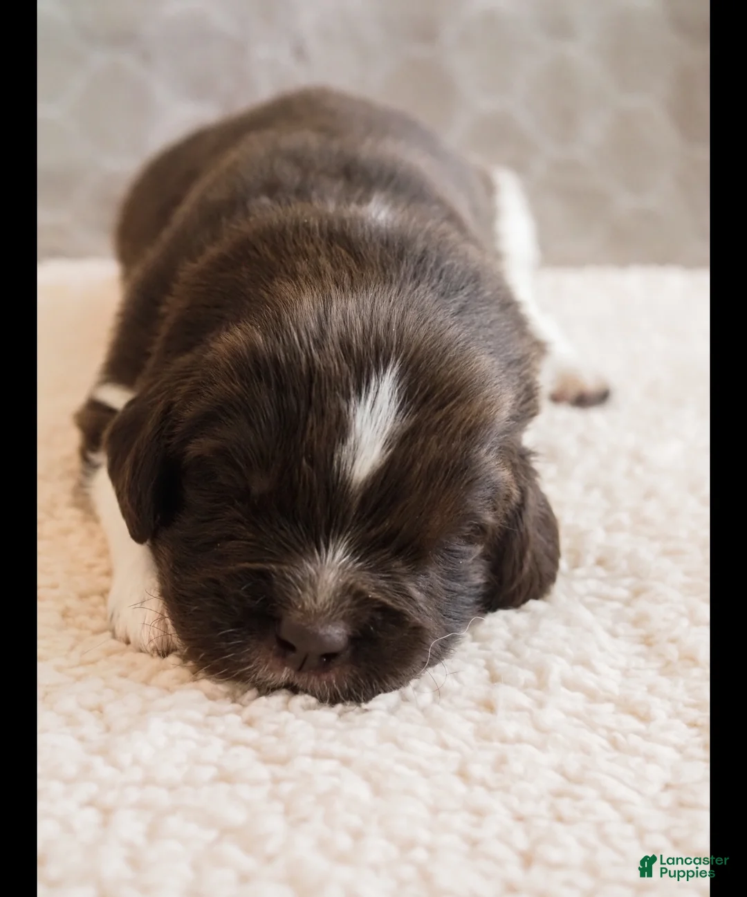 Newfoundland dogs for sale: Nixie (pink collar) - Ad 1