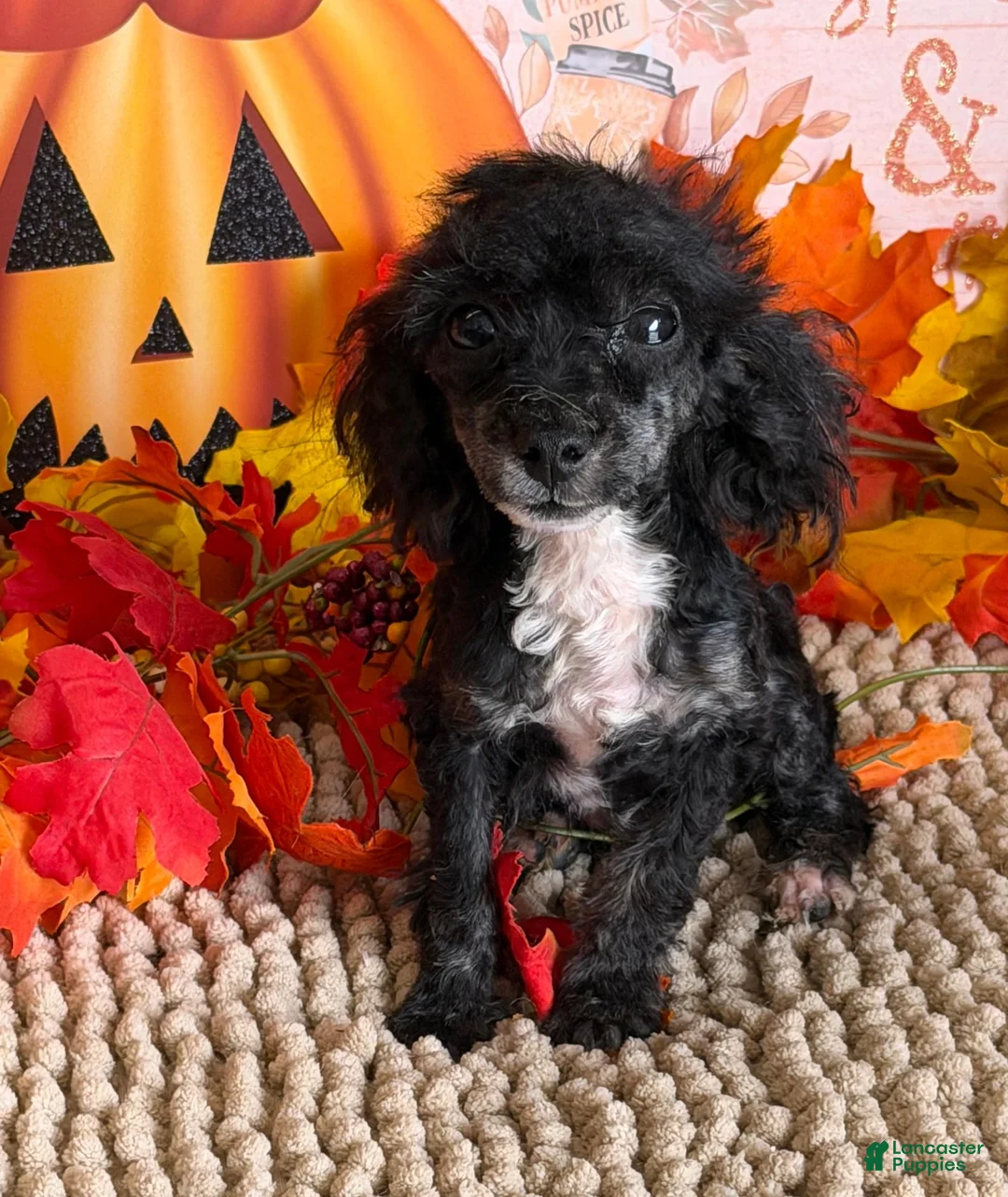 Toy Poodle dogs for sale: Cory - Ad 1
