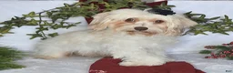 Havanese dogs for sale: Jenna - Ad 6