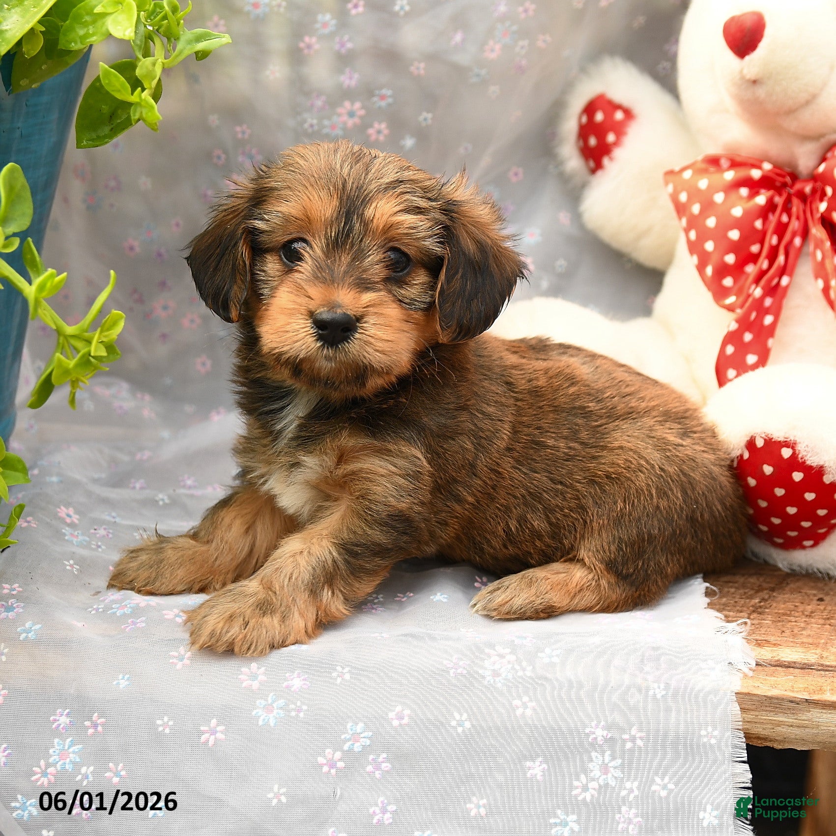 Dorkie dogs Pancake - Ad 1