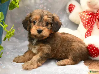 Dorkie dogs for sale: Pancake - Ad 1