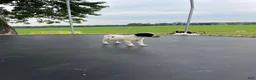 Mixed Breed dogs for sale: Mixed Breed 1 - Ad 8