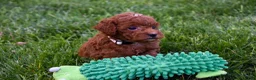Miniature Poodle dogs for sale: Denver  💕🐶 - Ad 2