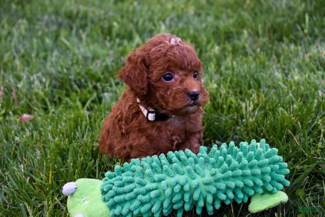 Miniature Poodle dogs for sale: Denver  💕🐶 - Ad 2