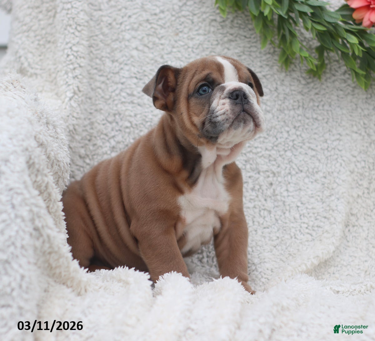 English Bulldog dogs Rusty - Ad 2