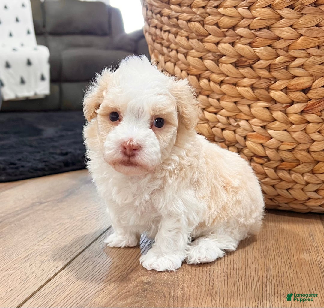 Havanese dogs for sale: Ralph - Ad 8