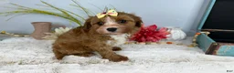 Cavapoo dogs for sale: Zoe  - Ad 2