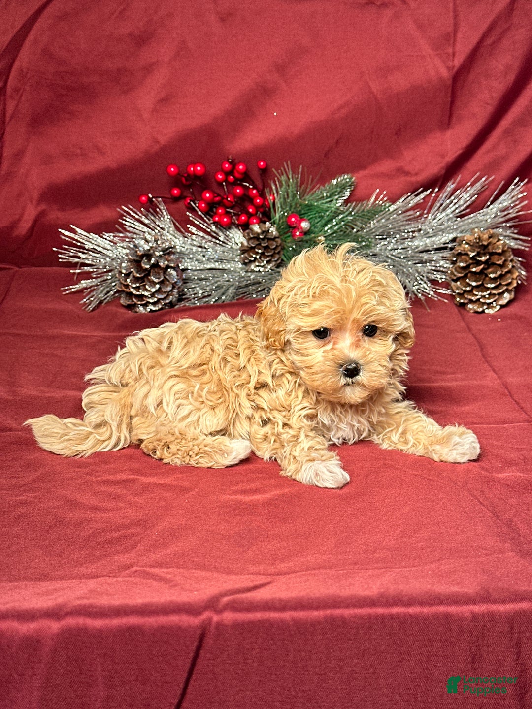 Maltipoo dogs for sale: Joy - Ad 4