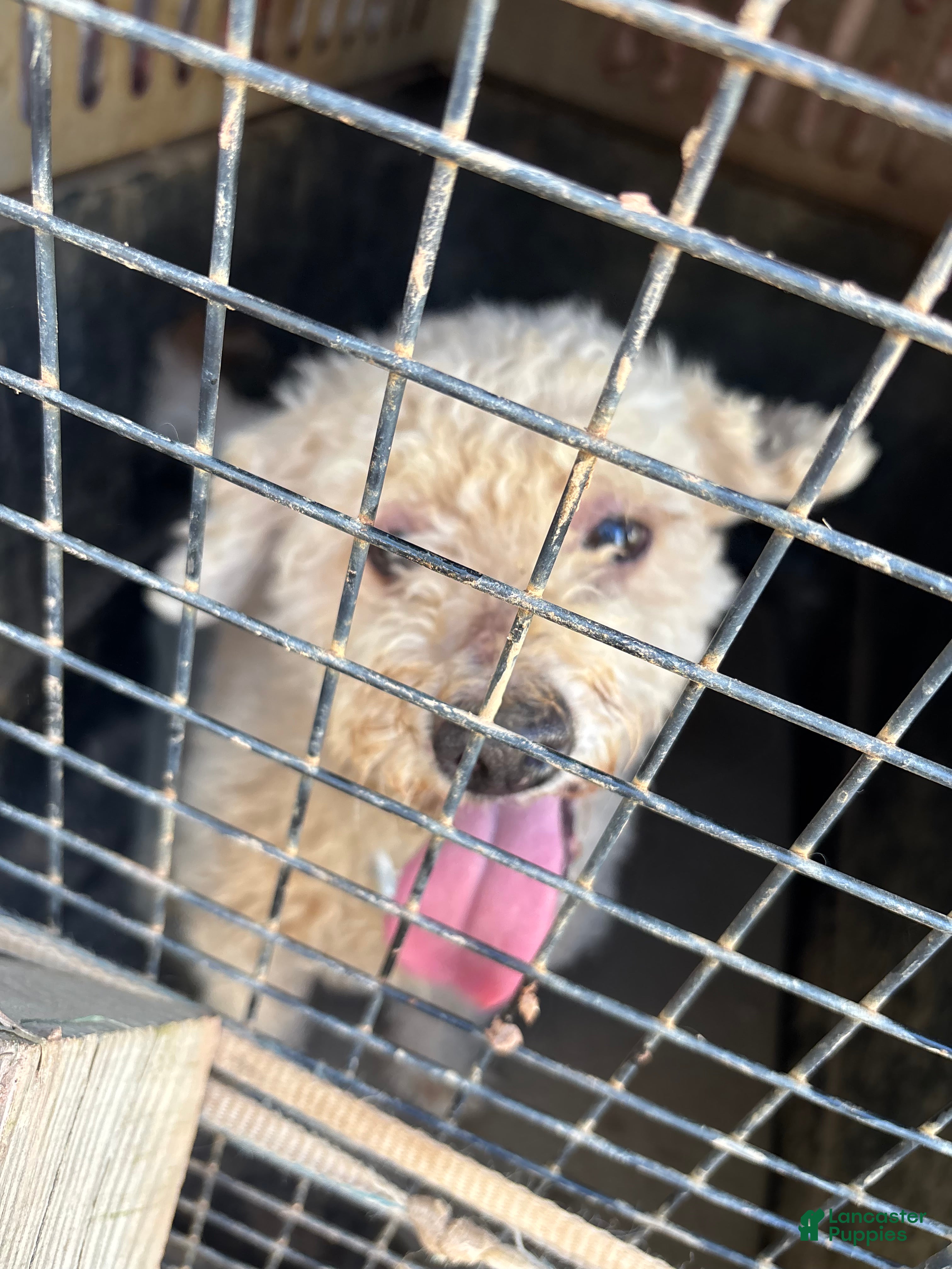 Mixed Breed dogs for sale: Mixed Breed 1 - Ad 9