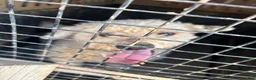 Mixed Breed dogs for sale: Mixed Breed 1 - Ad 1