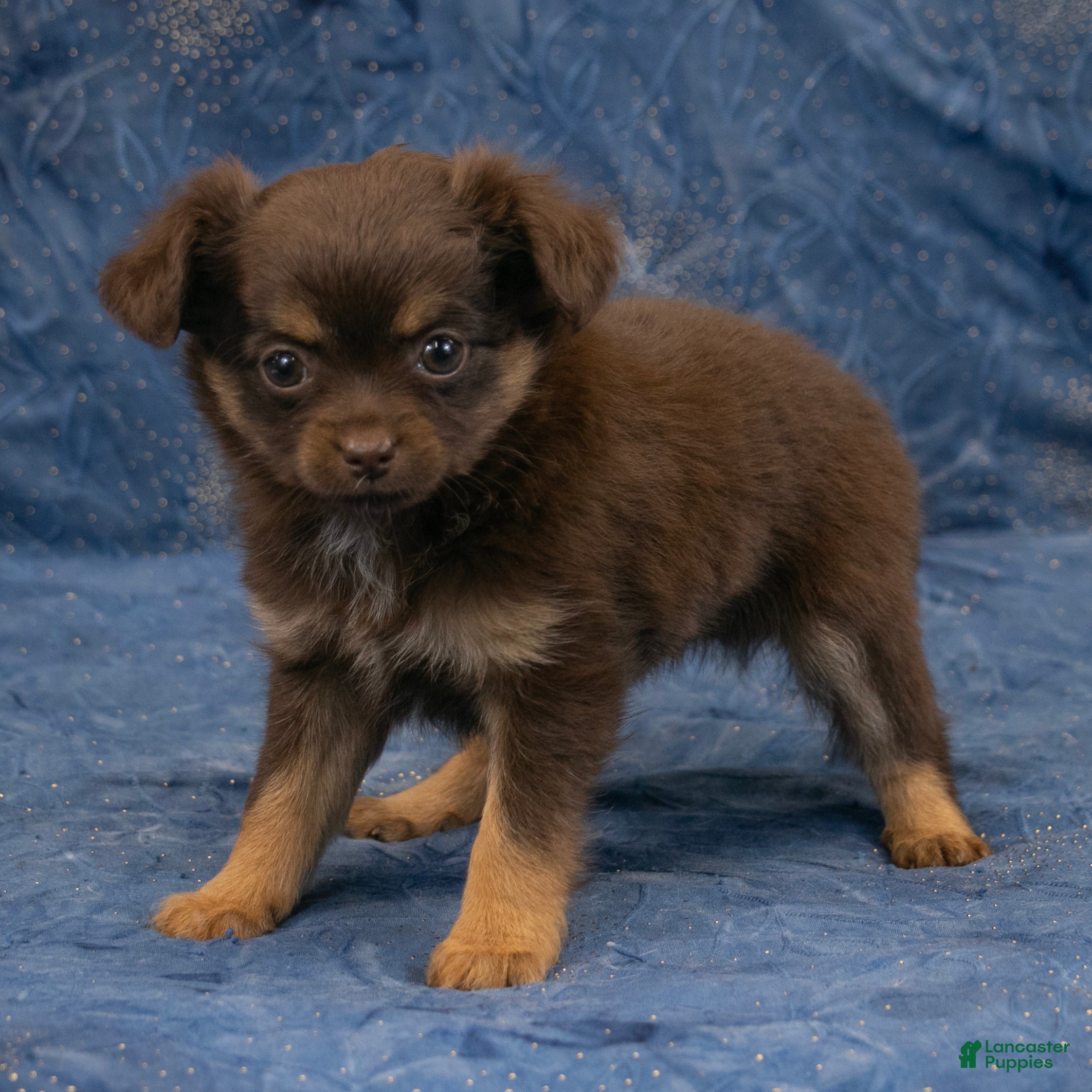 Chihuahua dogs Hailey - Ad 1