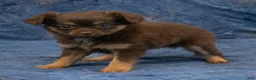 Chihuahua dogs for sale: Hailey - Ad 1