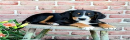 Greater Swiss Mountain Dog dogs for sale: Keller - Ad 3